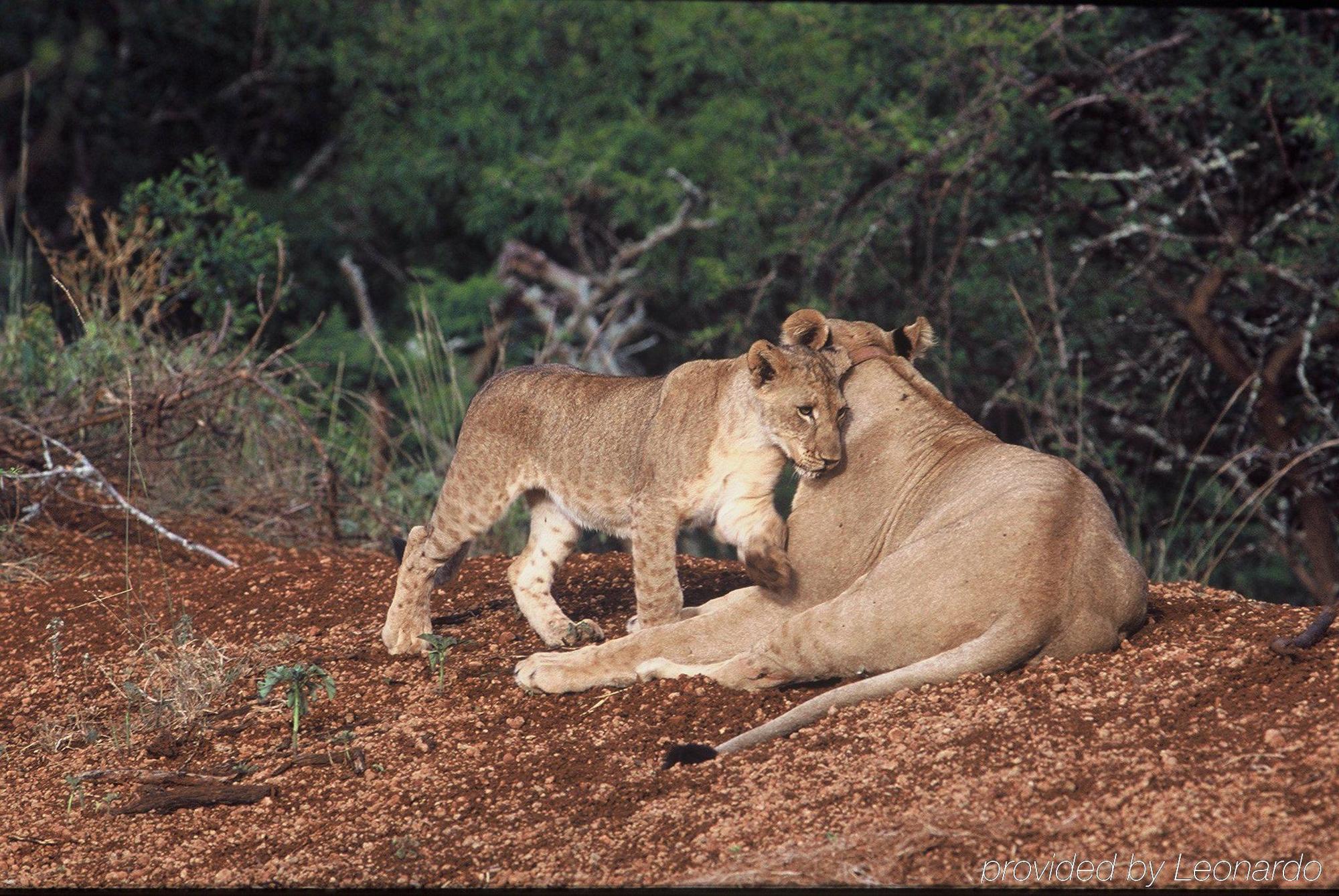 Thanda Safari *